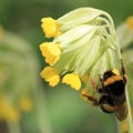 Buff tailed bumblebee pollinate primrose flower in spring Royalty Free Stock Photo