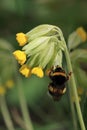 Buff tailed bumblebee pollinate primrose flower in spring