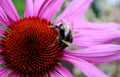 Buff-tailed bumblebee on Purple coneflower Royalty Free Stock Photo