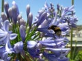 Buff-tailed bumblebee sitting on the blue petals of Lily of the Nile flowers