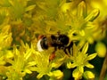 Buff-tailed bumblebee on yellow flower of reflexed stonecrop Royalty Free Stock Photo