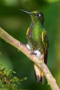 Buff Tailed Coronet Royalty Free Stock Photo