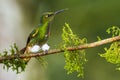 Buff Tailed Coronet Royalty Free Stock Photo