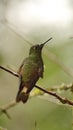 Buff-tailed coronet hummingbird Royalty Free Stock Photo