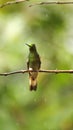 Buff-tailed coronet hummingbird Royalty Free Stock Photo