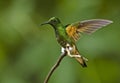 Buff-tailed Coronet, Bruinstaart-hoornkolibrie, Boissonneaua fla