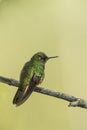 Buff-tailed Coronet hummingbird Royalty Free Stock Photo
