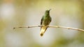 Buff-tailed coronet hummingbird Royalty Free Stock Photo