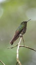 Buff-tailed coronet hummingbird Royalty Free Stock Photo