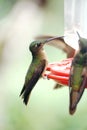 Buff-tailed coronet hummingbird Royalty Free Stock Photo