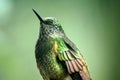 Buff-tailed coronet hummingbird, close-up