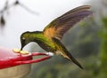 Buff-tailed Coronet Hummingbird - Ecuador