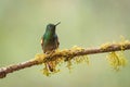 Buff-tailed coronet hummingbird perched on a branch Royalty Free Stock Photo