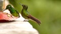 Buff-tailed coronet hummingbirds at a feeder Royalty Free Stock Photo
