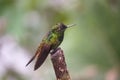 Buff-tailed coronet perched on branch in Andean cloud forest.