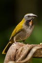 Buff Throated Saltator Royalty Free Stock Photo