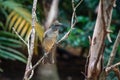 Buff-throated Saltator bird