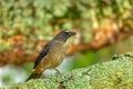 Buff-throated saltator (Saltator maximus), Barichara, Santander department. Wildlife and birdwatching in Colombia