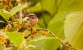 Buff-Throated Saltator Royalty Free Stock Photo