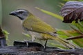 Buff-throated Saltator Saltator maximus Royalty Free Stock Photo