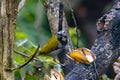 A buff-throated saltator, Saltator maximus, on a branch