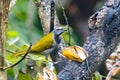 A buff-throated saltator, Saltator maximus, on a branch