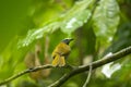 A buff-throated saltator, Saltator maximus, on a branch