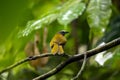 A buff-throated saltator, Saltator maximus, on a branch