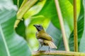 Buff-throated saltator - Saltator maximus, La Fortuna, Arenal, Costa Rica