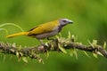 Buff-throated Saltator - Saltator maximus seed-eating bird in the tanager family Thraupidae. It breeds from Mexico to Ecuador and