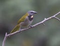 Buff-throated Saltator Royalty Free Stock Photo