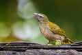 Buff-throated Saltator - Saltator maximus