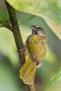 Buff-throated Saltator - Saltator maximus