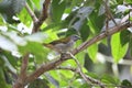 The buff-throated saltator (Saltator maximus) in Ecuador