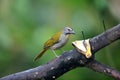 The buff-throated saltator (Saltator maximus) in Ecuador