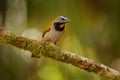 Buff-throated Saltator, Saltator maximus, exotic bird sitting on the branch in the green forest. Tropic tanager in the nature