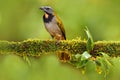 Buff-throated Saltator, Saltator maximus, exotic bird sitting on the branch in the green forest. Tropic tanager in the nature habi