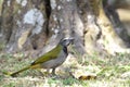 Buff-throated saltator Saltator maximus