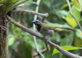 Buff-throated Saltator, Saltator maximus Royalty Free Stock Photo