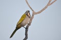 Buff-throated saltator Saltator maximus Royalty Free Stock Photo