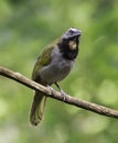 Buff-throated Saltator (Saltator maximus) Royalty Free Stock Photo