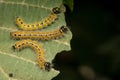 Buff Tip Moth Caterpillars feeding on Hazel leaves. Phalera bucephala Royalty Free Stock Photo