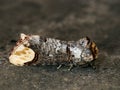 Buff-tip moth - macro, Phalera bucephala Royalty Free Stock Photo