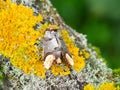 Buff-tip Phalera bucephala moth on old tree Royalty Free Stock Photo