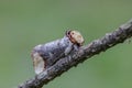 The buff-tip sitting on pine twig Royalty Free Stock Photo