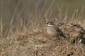 Buff-winged Cinclodes, Cinclodes fuscus, on ground