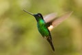 Buff-winged Starfrontlet - Coeligena lutetiae