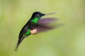 Buff-winged Starfrontlet - Coeligena lutetiae