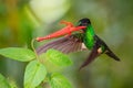 Buff-winged Starfrontlet - Coeligena lutetiae Royalty Free Stock Photo