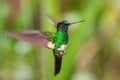 Buff-winged Starfrontlet - Coeligena lutetiae Royalty Free Stock Photo